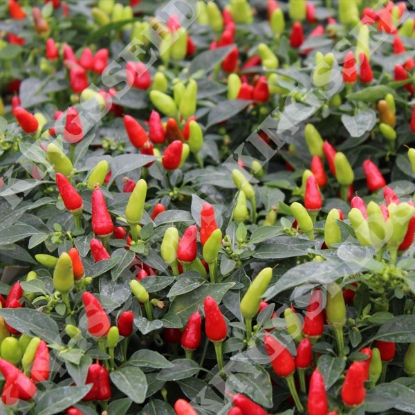 Picture of Capsicum Chilli Pepper Fields Of Fire